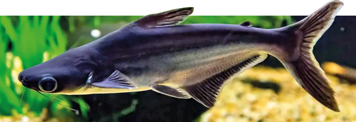 Foto de um Pangasius